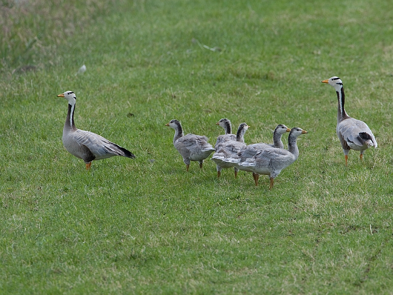 Anser Indicus Indische Gans Bar-headed Goose